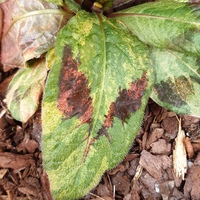 Persicaria filiformis 'Painter's Palette'